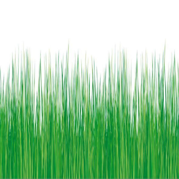 Adhäsionsfolie Gras Adhäsionsfolie Gras
